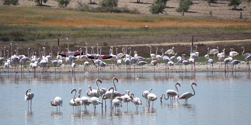 El Gobierno de Castilla-La Mancha celebra el ‘Día Mundial de las Aves’ los próximos dos fines de semana de octubre con numerosas actividades