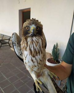 El Seprona recupera un pollo de águila calzada en Brihuega