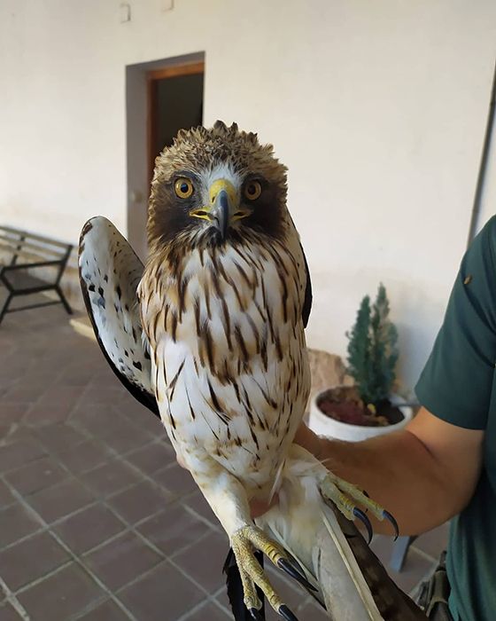 El Seprona recupera un pollo de águila calzada en Brihuega
