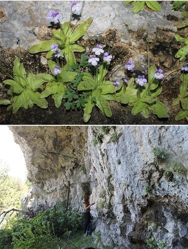 Investigadores de la Universidad de Alicante identifican una nueva especie ibérica de planta carnívora en la Serranía de Cuenca