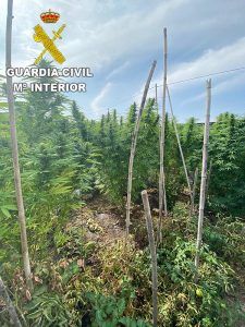 La Guardia Civil investiga a una persona por un delito de cultivo y elaboración de drogas en Barajas de Melo