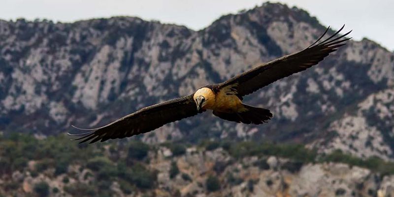 Una investigación del IREC sitúa al plomo como una de las primeras causas de intoxicación en aves rapaces