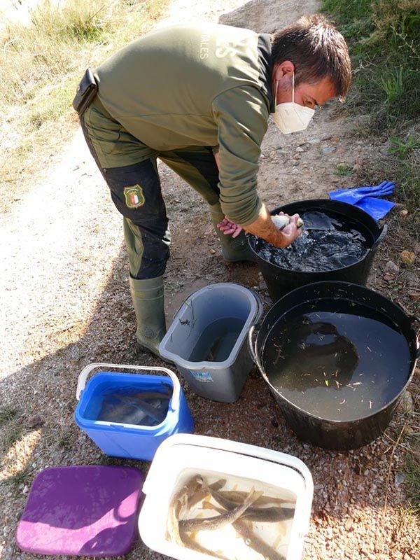 Agentes Medioambientales rescatan más de 60 truchas del canal de una central hidroeléctrica en Guadalajara