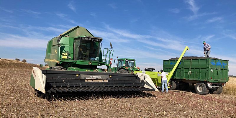ASAJA Cuenca rechaza la actitud hacia los agricultores de las empresas que compran el girasol