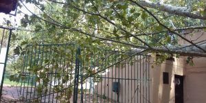 Cae un árbol en el Parque de las Eras del Agua de Brihuega justo después de que los niños saliesen de la guardería