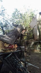 Cae un árbol en el Parque de las Eras del Agua de Brihuega justo después de que los niños saliesen de la guardería