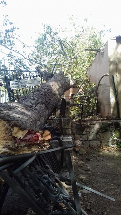 Cae un árbol en el Parque de las Eras del Agua de Brihuega justo después de que los niños saliesen de la guardería
