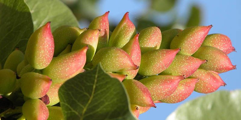 Castilla-La Mancha impulsa la innovación en el sector del pistacho donde es líder nacional en producción con más de 30.000 hectáreas