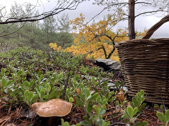 El Gobierno de Castilla-La Mancha aboga por una recogida de setas sostenible y destaca su potencial socioeconómico en el ámbito rural