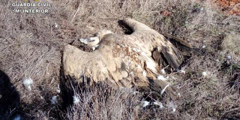 El Gobierno de Castilla-La Mancha trabaja en la revisión del Plan Regional de Uso Ilegal de Venenos en el medio natural