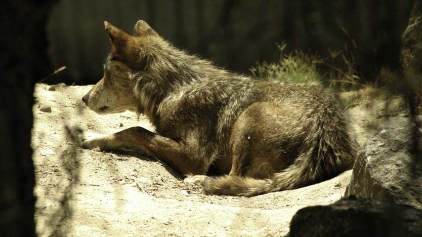 El IREC avanza en prevenir la depredación del ganado por el lobo mediante aversión condicionada a la presa