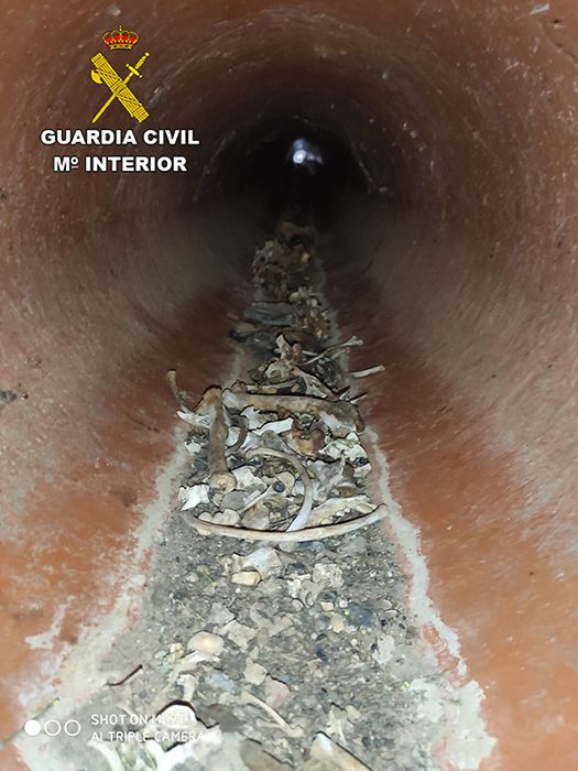 El SEPRONA investiga un “cementerio ilegal” de animales domésticos en El Casar 3 El SEPRONA investiga un “cementerio ilegal” de animales domésticos en El Casar