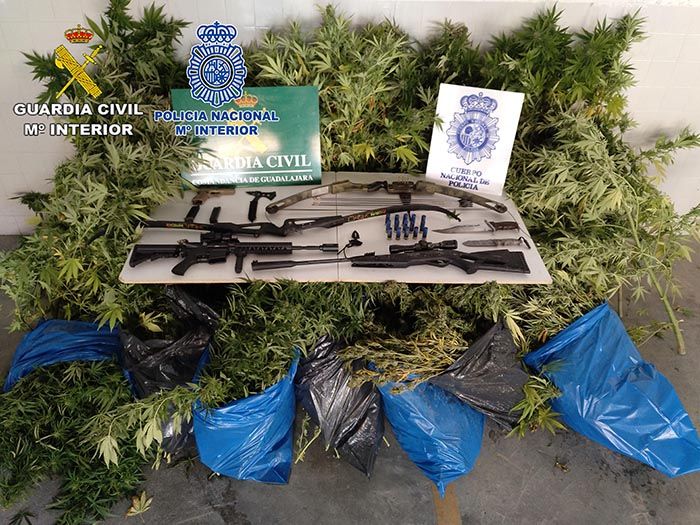 Intervenidas en dos parcelas de Brihuega numerosas plantas de marihuana, destinadas al tráfico 3 Intervenidas en dos parcelas de Brihuega numerosas plantas de marihuana, destinadas al tráfico