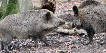 Autorizada la entrada y salida de Castilla-La Mancha a cazadores que se dirijan a cotos con riesgo de sobreabundancia de determinadas especies cinegéticas