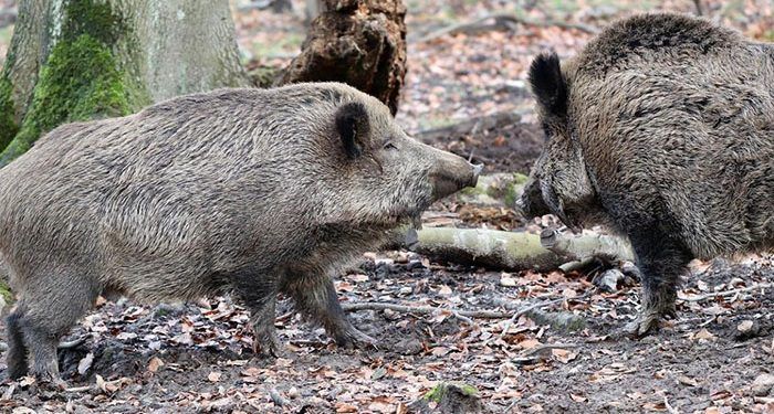 Autorizada la entrada y salida de Castilla-La Mancha a cazadores que se dirijan a cotos con riesgo de sobreabundancia de determinadas especies cinegéticas 1 Autorizada la entrada y salida de Castilla-La Mancha a cazadores que se dirijan a cotos con riesgo de sobreabundancia de determinadas especies cinegéticas