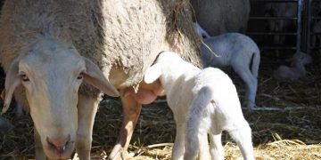El Gobierno de Castilla-La Mancha publica hoy la resolución favorable para la inclusión del lechal en la IGP Cordero Manchego