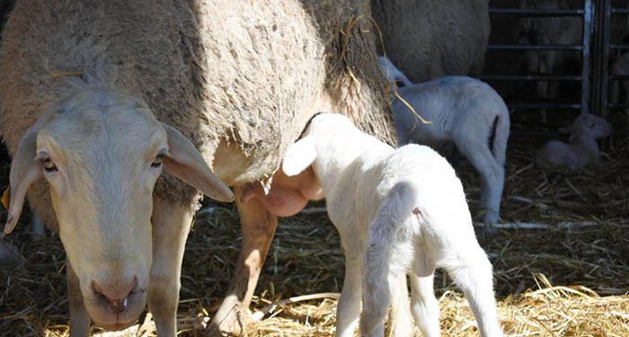 El Gobierno de Castilla-La Mancha publica hoy la resolución favorable para la inclusión del lechal en la IGP Cordero Manchego 1 Cordero Manchego