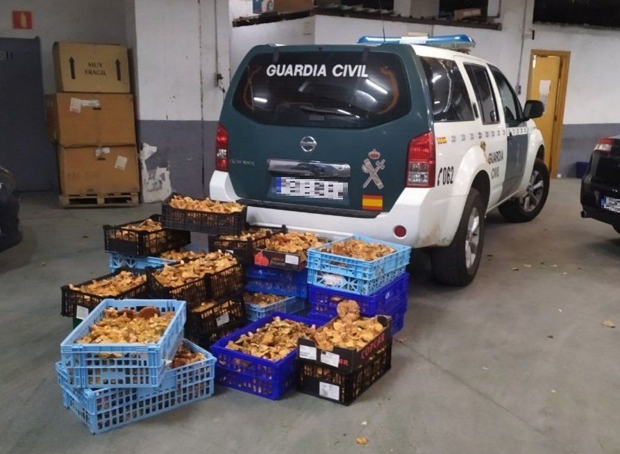 De Alcalá de Henares, de Soria.... Hay quien se la juega (y pierde) para coger níscalos en Guadalajara