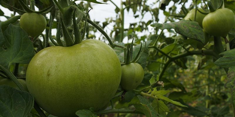 El DOCM publica el decreto que regula la venta directa para productos agroalimentarios o transformados de agricultores y ganaderos