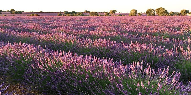 El proyecto europeo Lignobiolife, de la Universidad de Alcalá, probará sus bioproductos en las plantaciones de aromáticas de Brihuega