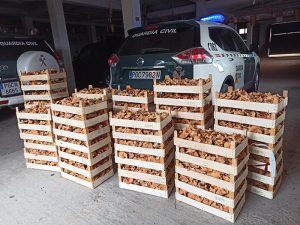 Incautados en dos días 400 kilos de níscalos en Cogolludo e Hita