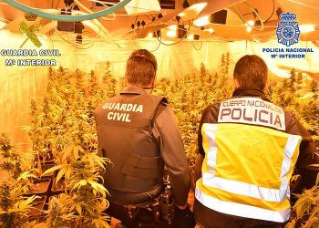 Intervenidas más de 5500 plantas de marihuana a una banda organizada que se dedicaba al cultivo ilegal mediante plantaciones “Indoor” en El Casar y Trijueque