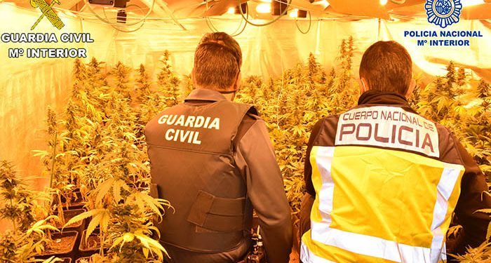 Intervenidas más de 5500 plantas de marihuana a una banda organizada que se dedicaba al cultivo ilegal mediante plantaciones “Indoor” en El Casar y Trijueque