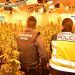 Intervenidas más de 5500 plantas de marihuana a una banda organizada que se dedicaba al cultivo ilegal mediante plantaciones “Indoor” en El Casar y Trijueque