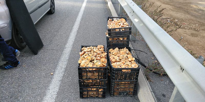 La Guardia Civil de Guadalajara incauta cien kilos de níscalos cogidos ilegalmente y denuncia a cuatro personas por saltarse el confinamiento perimetral