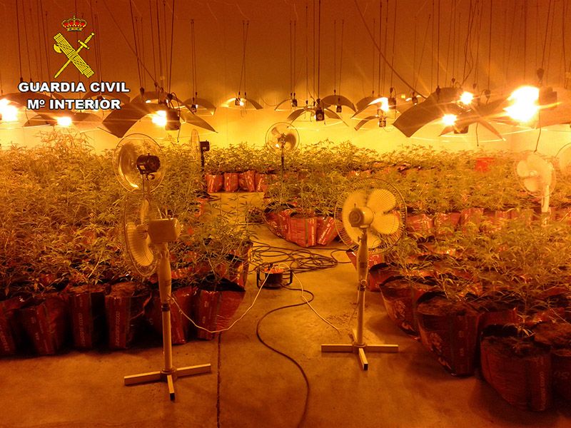 La Guardia Civil detiene a cuatro personas por cultivar marihuana en Marchamalo se han incautado 782 plantas