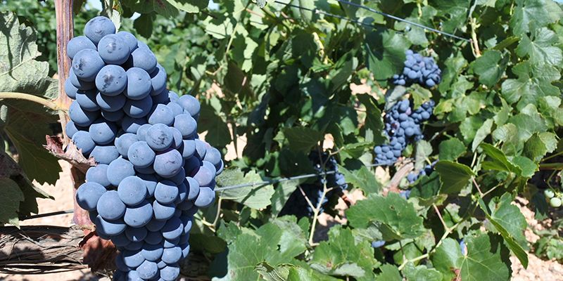 La provincia de Cuenca recibe 3,1 millones de euros para la modernización del sector vitivinícola y su impulso como motor de desarrollo económico