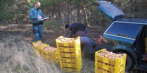 Los níscalos incautados en Guadalajara ya son toneladas... Y siguen viendo de otras regiones a cogerlos
