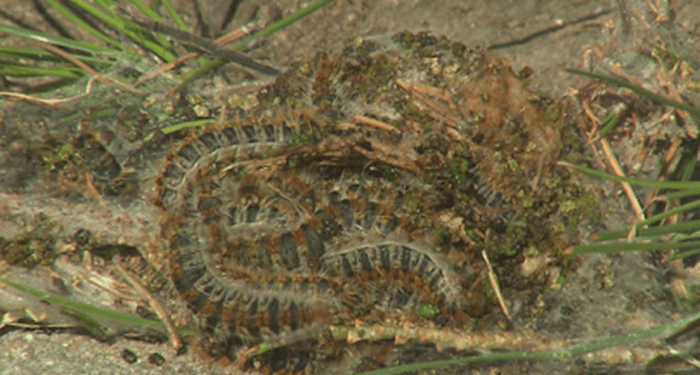 Esta madrugada, fumigación contra la procesionaria del pino en parques y zonas verdes de toda Guadalajara 1 Procesionaria