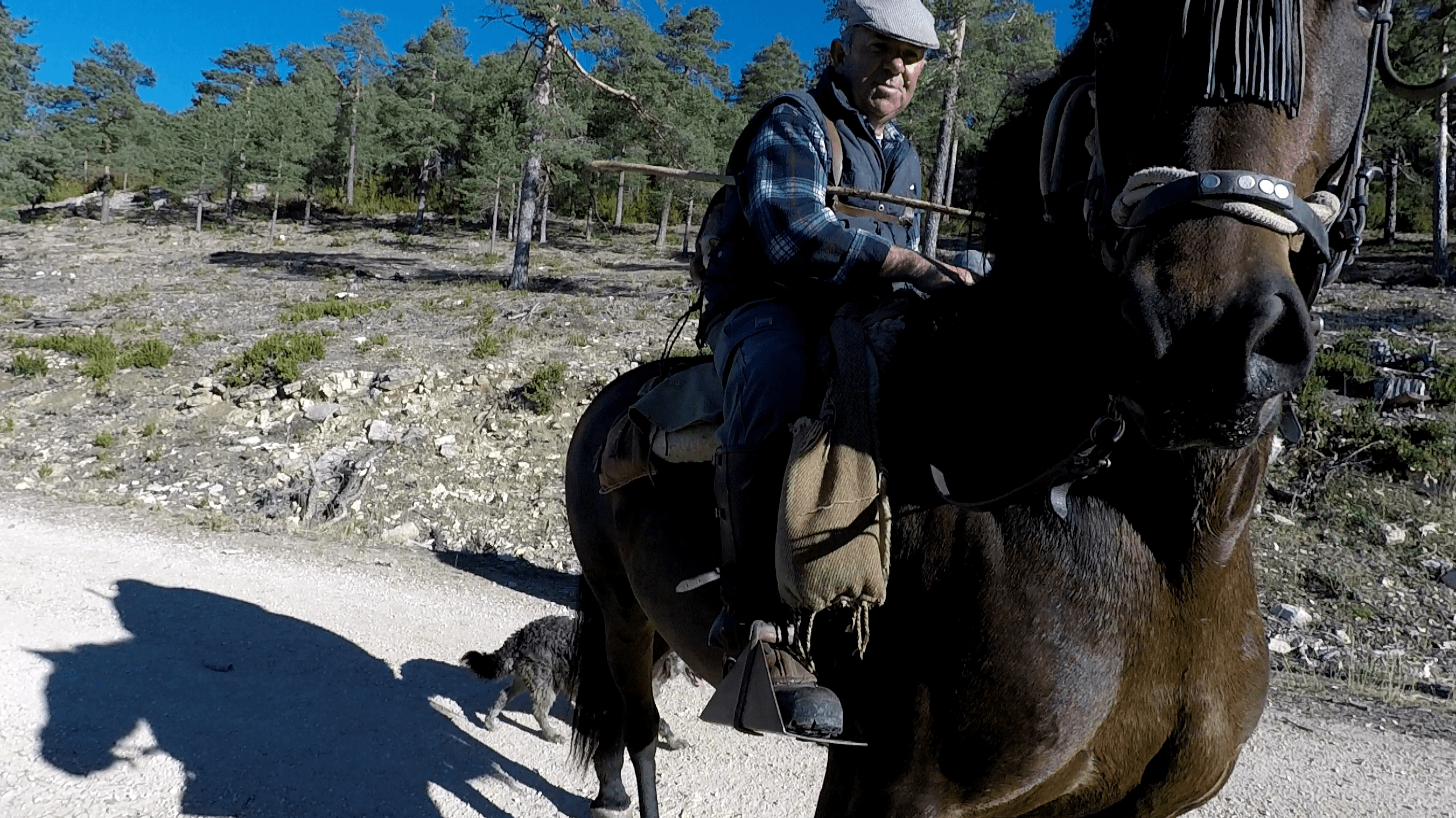 Manuel Cardo, trashumante: «Si la administración supiera lo que un pastor de toda la vida, no haría ciertas cosas»