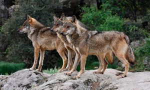 Adelantada la publicación de las ayudas para ganaderos de extensivo en la región para paliar los posibles daños por ataques de buitre o lobo