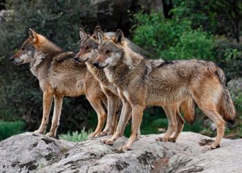 Adelantada la publicación de las ayudas para ganaderos de extensivo en la región para paliar los posibles daños por ataques de buitre o lobo