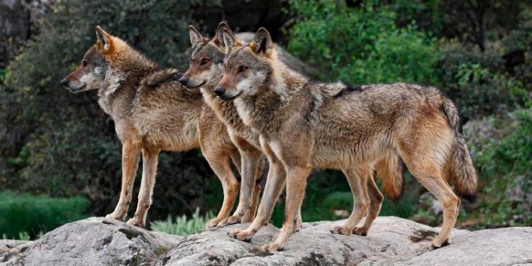 Adelantada la publicación de las ayudas para ganaderos de extensivo en la región para paliar los posibles daños por ataques de buitre o lobo