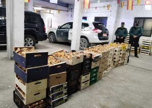 Cogolludo sugiere una vez terminada la temporada de níscalos la creación de una lonja micológica en la villa serrana