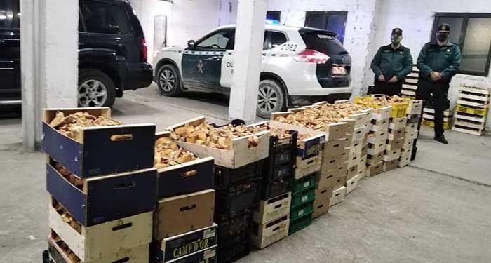 Cogolludo sugiere una vez terminada la temporada de níscalos la creación de una lonja micológica en la villa serrana