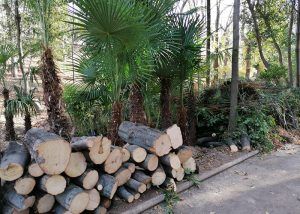 Ecologistas en Acción critica que el Ayuntamiento de Guadalajara acabe con el único parque de estilo inglés de la capital