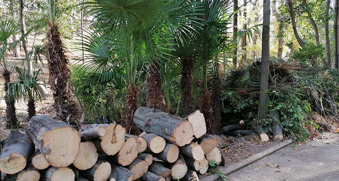 Ecologistas en Acción critica que el Ayuntamiento de Guadalajara acabe con el único parque de estilo inglés de la capital