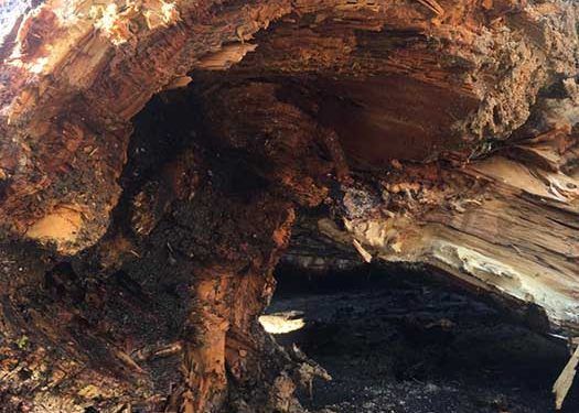 El Ayuntamiento de Cuenca apea los árboles podridos de la desembocadura del Huécar