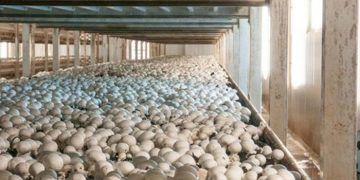 El CIES de Quintanar del Rey publica un artículo sobre reutilización de residuos procedentes del champiñón