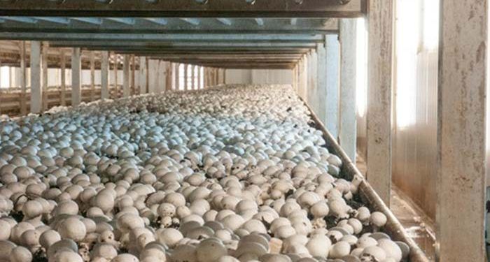 El CIES de Quintanar del Rey publica un artículo sobre reutilización de residuos procedentes del champiñón