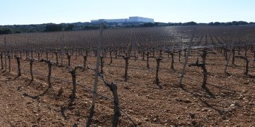 El Gobierno regional abona dos millones de euros en ayudas a la incorporación de jóvenes agricultores en la provincia de Cuenca