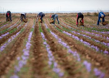 La cosecha 2020 de azafrán amparado bajo la DOP Azafrán de La Mancha finaliza con 451,5 kilogramos