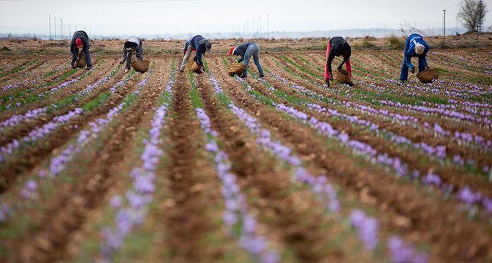 La cosecha 2020 de azafrán amparado bajo la DOP Azafrán de La Mancha finaliza con 451,5 kilogramos 1 La cosecha 2020 de azafrán amparado bajo la DOP Azafrán de La Mancha finaliza con 451,5 kilogramos
