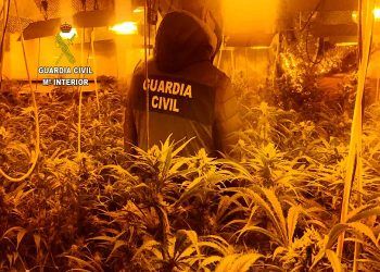 La Guardia Civil desmantela una plantación de marihuana “indoor” en Valdeaveruelo con 710 plantas