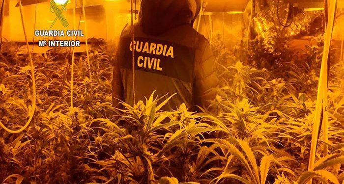 La Guardia Civil desmantela una plantación de marihuana “indoor” en Valdeaveruelo con 710 plantas