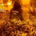 La Guardia Civil desmantela una plantación de marihuana “indoor” en Valdeaveruelo con 710 plantas